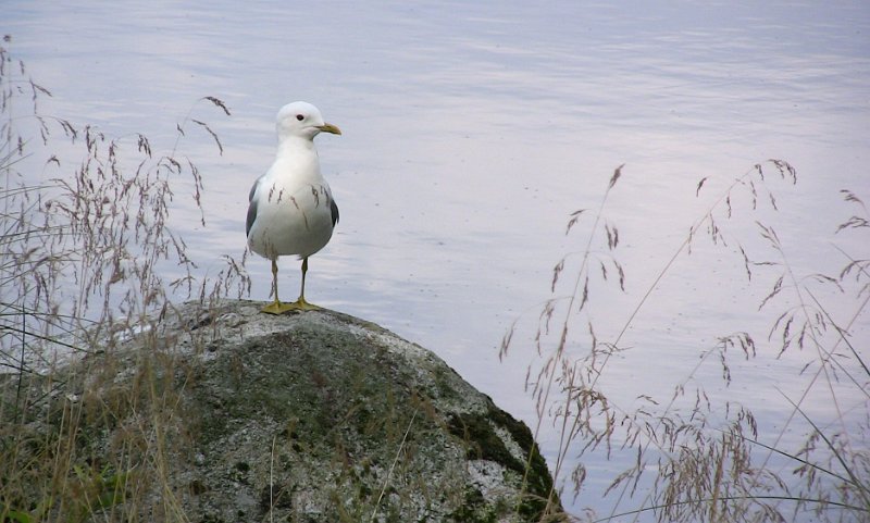 Bennas2010-0444.jpg - A seagull